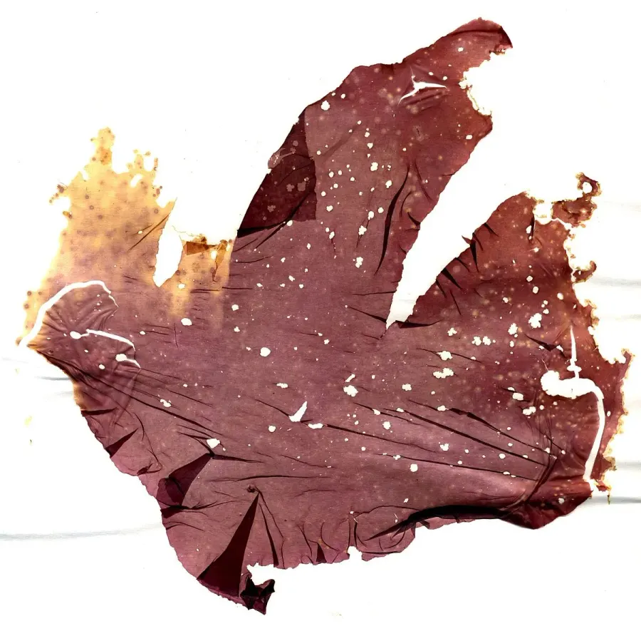 La carte Porphyra