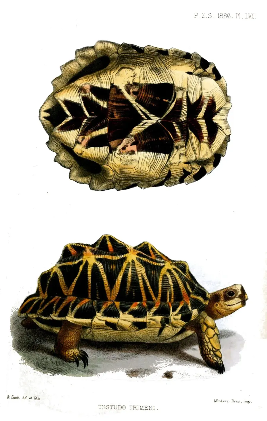 The Tent tortoise card