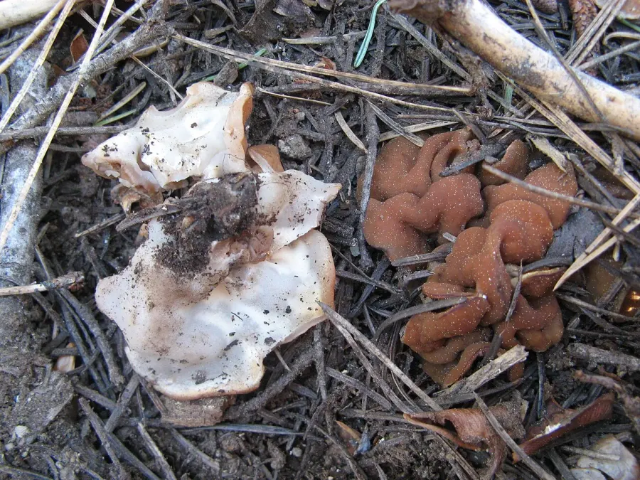 The Discinaceae card