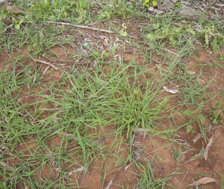 The Eriochloa card