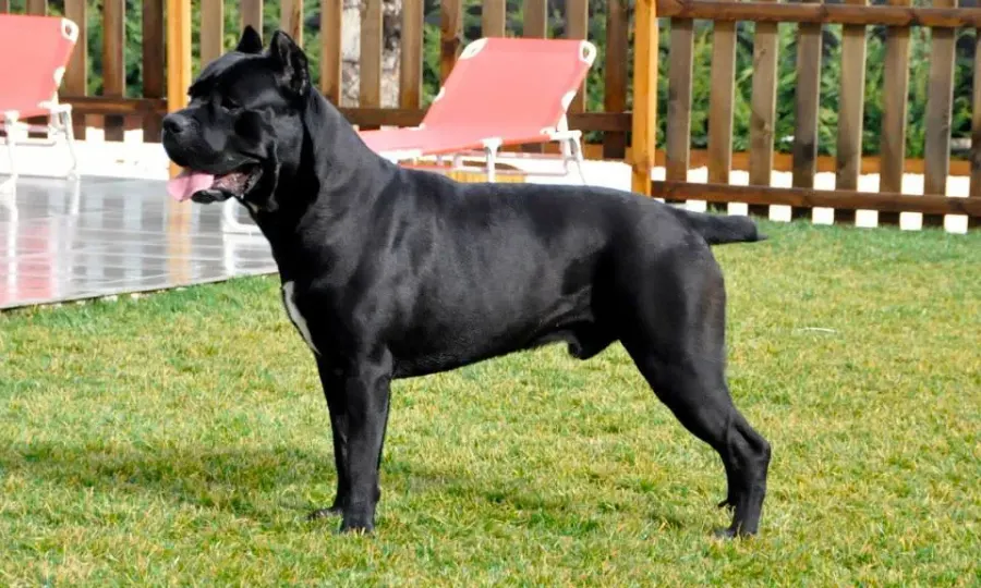 La carte Cane Corso