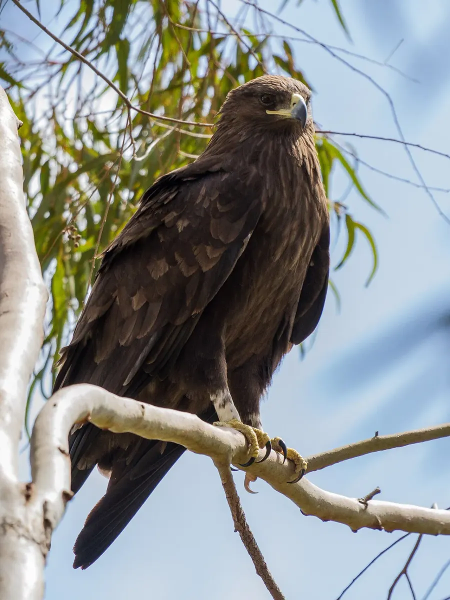 La carte Aigle criard