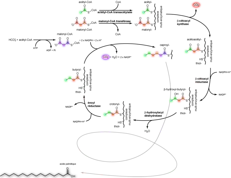La carte Lipogenèse