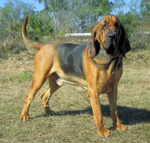 La carte Chien de Saint-Hubert
