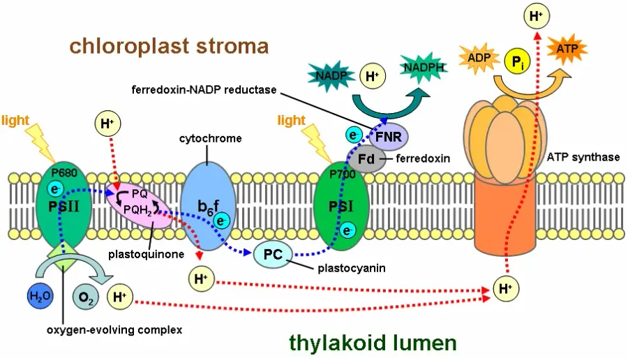 The Electron transport chain card