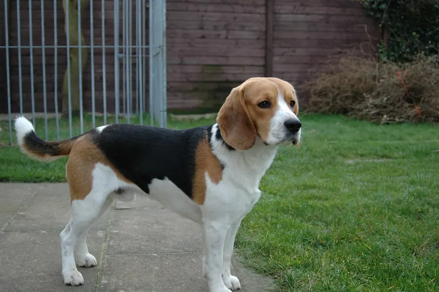 The Beagle card
