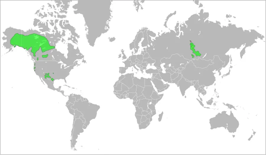 The Dene–Yeniseian languages card