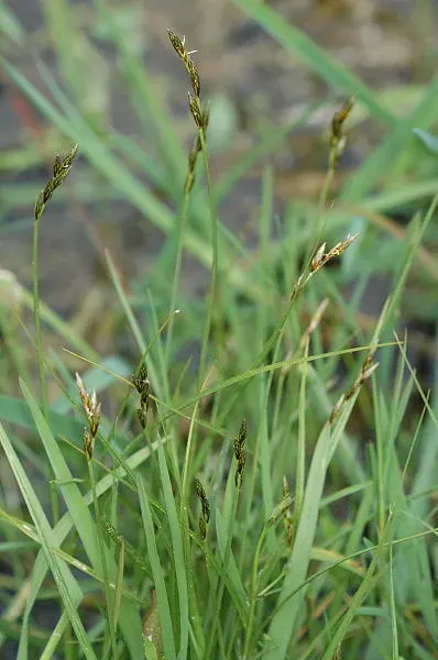 The Carex leporina card