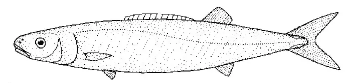 La carte Tetragonurus