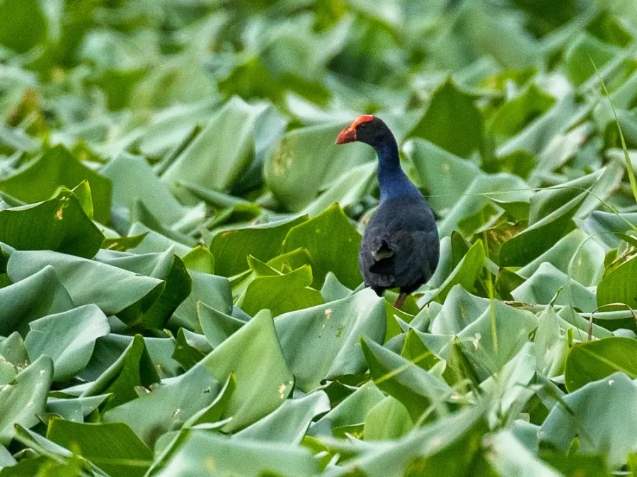 The Black-backed swamphen card
