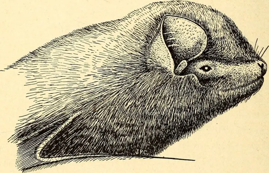 The Greater long-fingered bat card