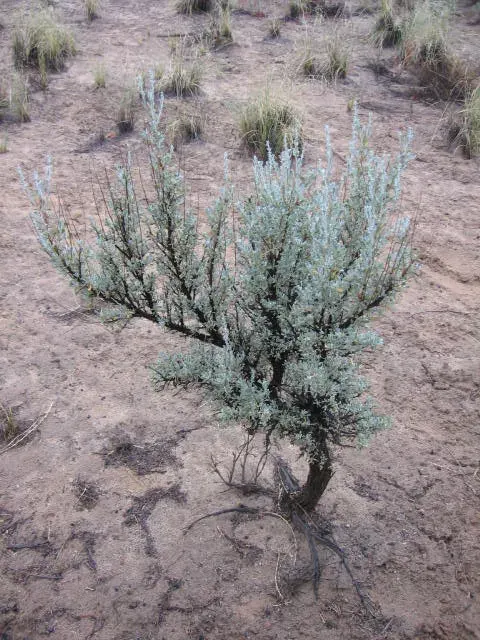 The Artemisia tridentata card