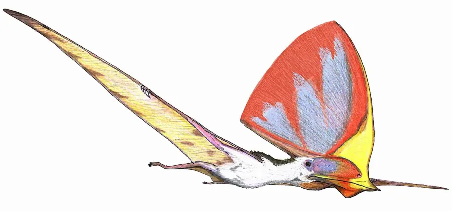 The Tupandactylus card