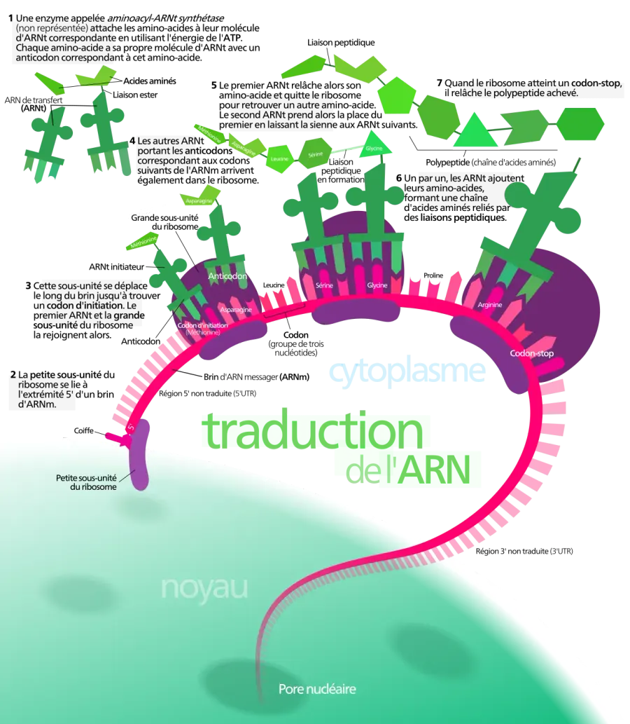 The Protein biosynthesis card