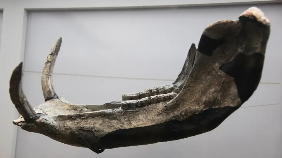 The Metridiochoerus card