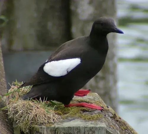 The Black guillemot card