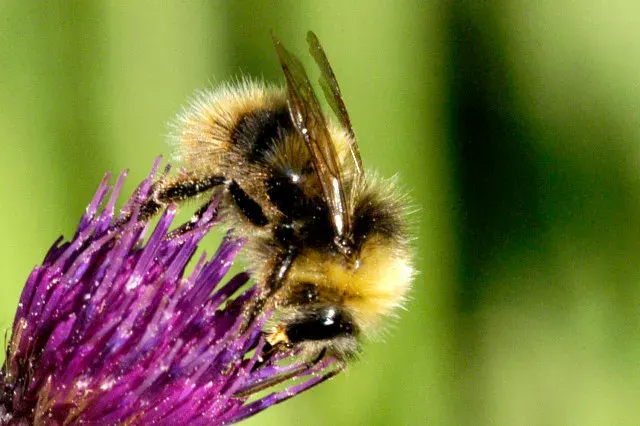 La carte Bombus jonellus