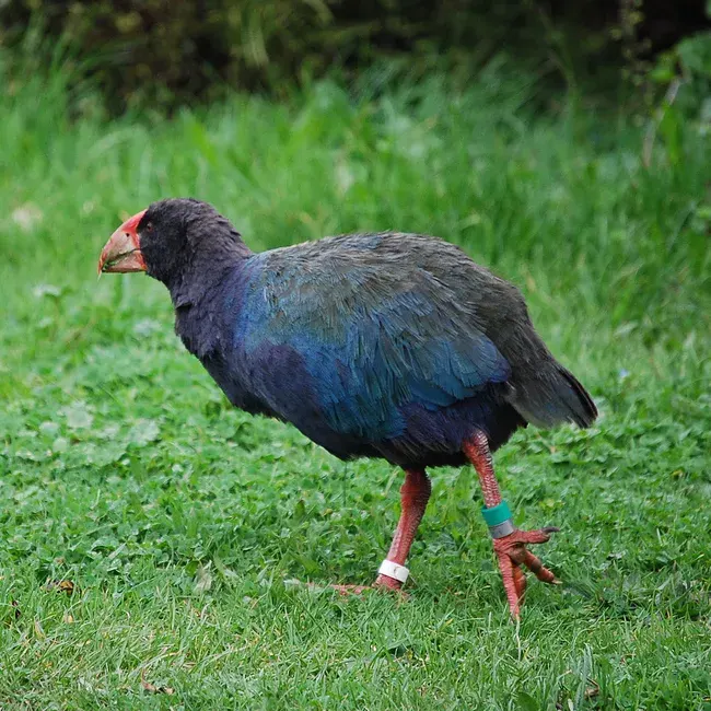 The Takahē card