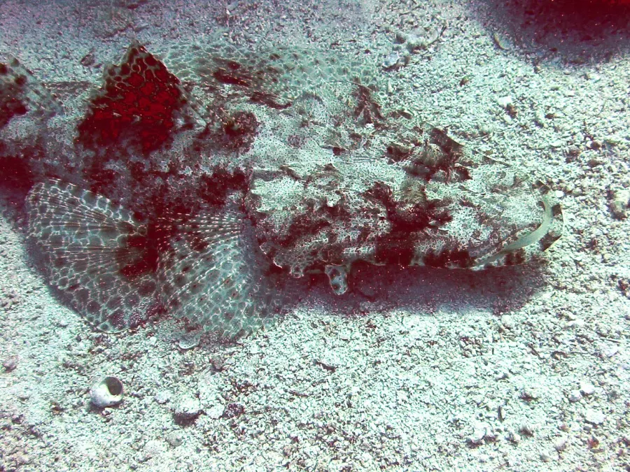 The Tentacled flathead card