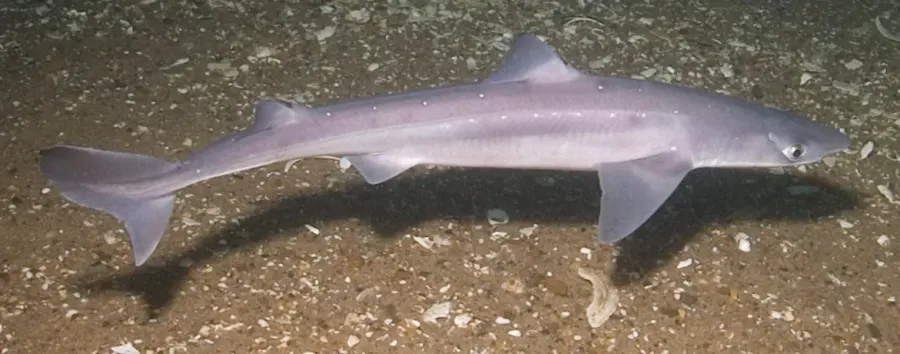 The Spiny dogfish card