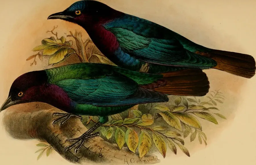 The Copper-tailed starling card