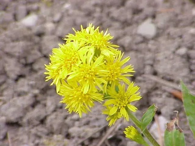 La carte Solidago