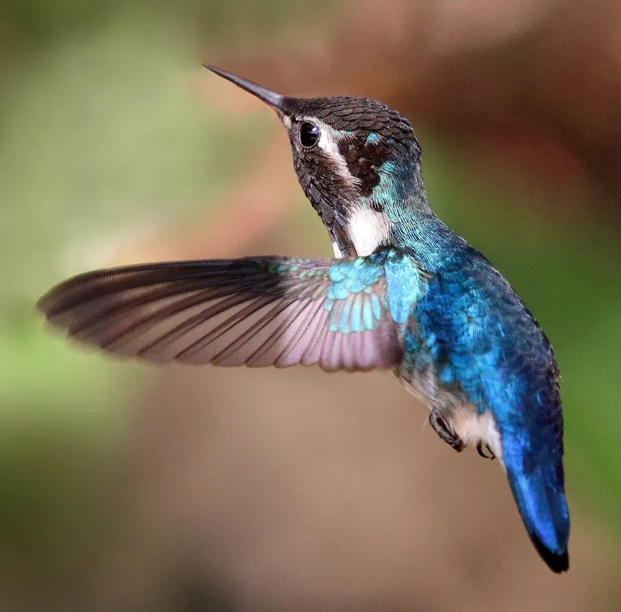 La carte Colibri d'Elena