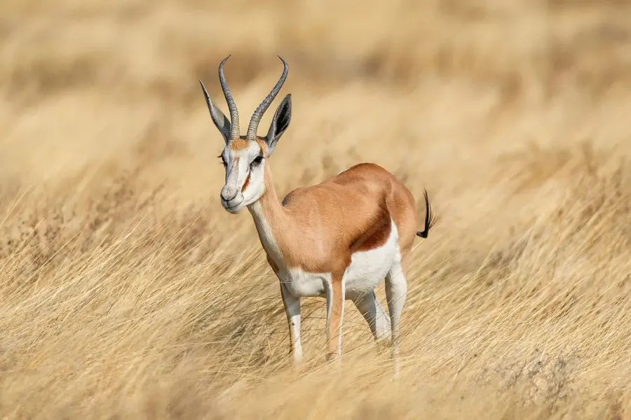 La carte Springbok