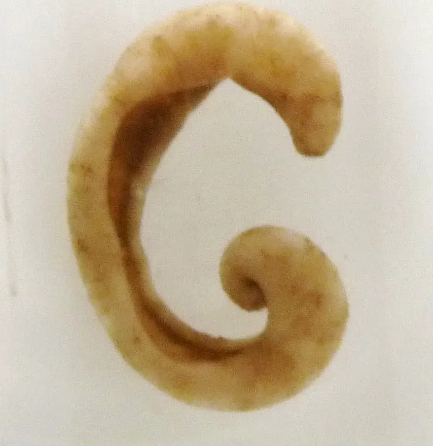 The Aplacophora card