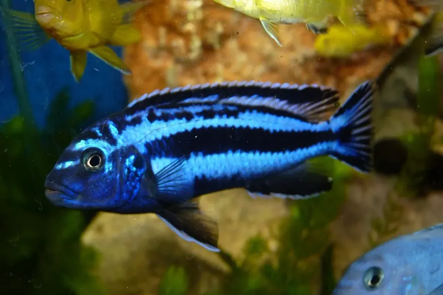 La carte Pseudotropheus cyaneorhabdos