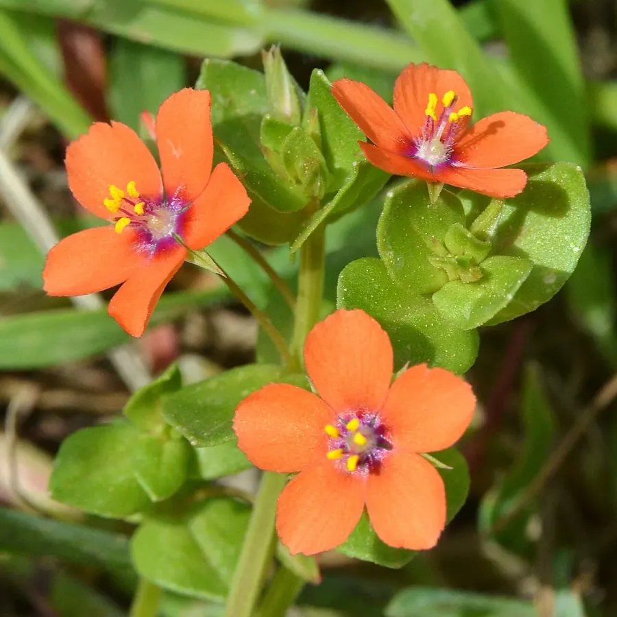 The Lysimachia arvensis card
