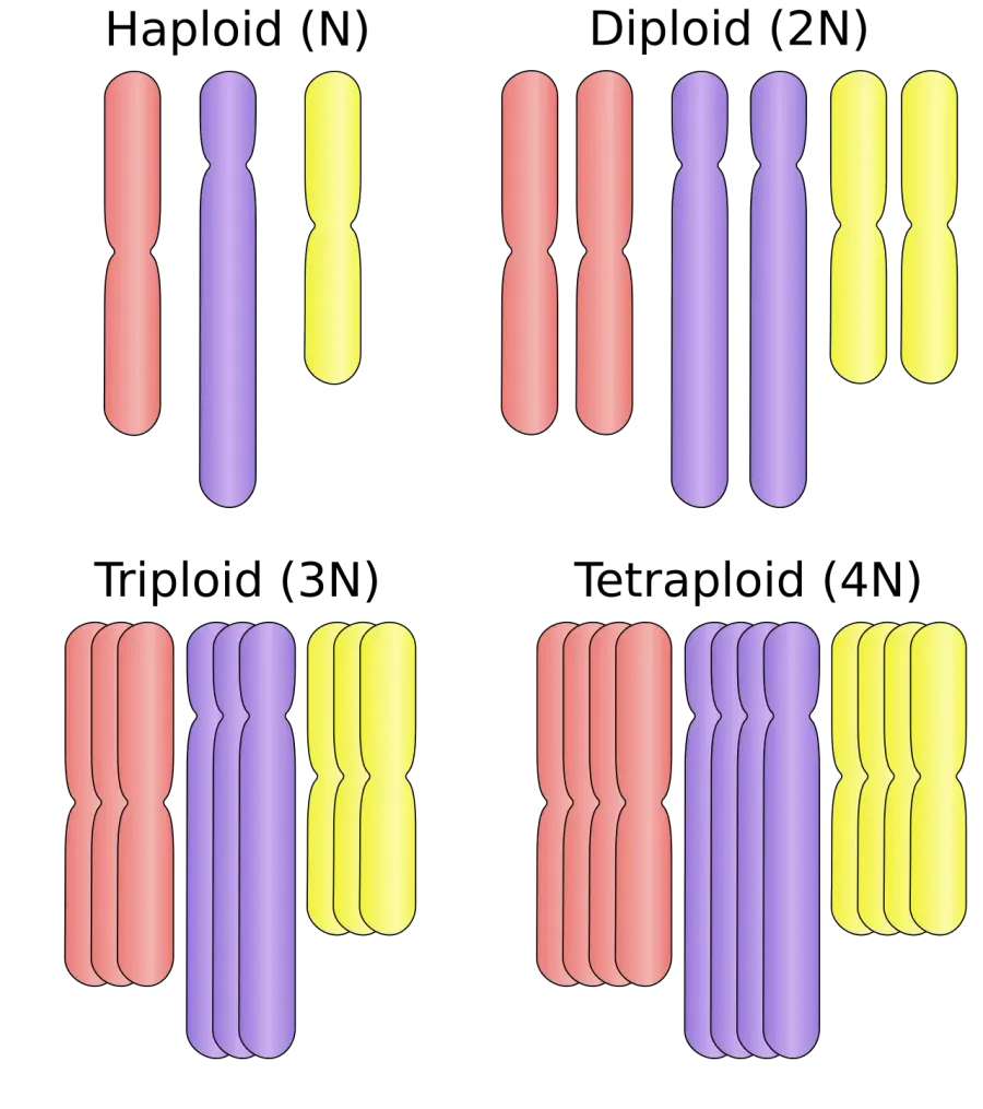 The Polyploidy card