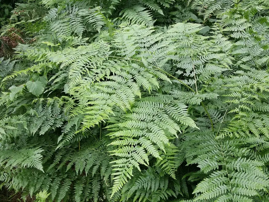 The Pteridium aquilinum card