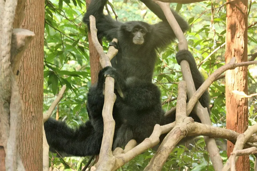 La carte Siamang