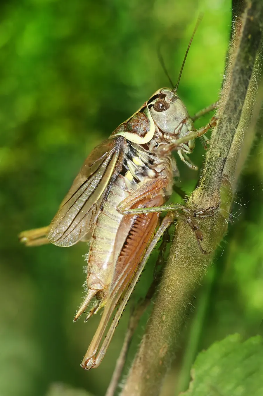 The Roesel's bush-cricket card