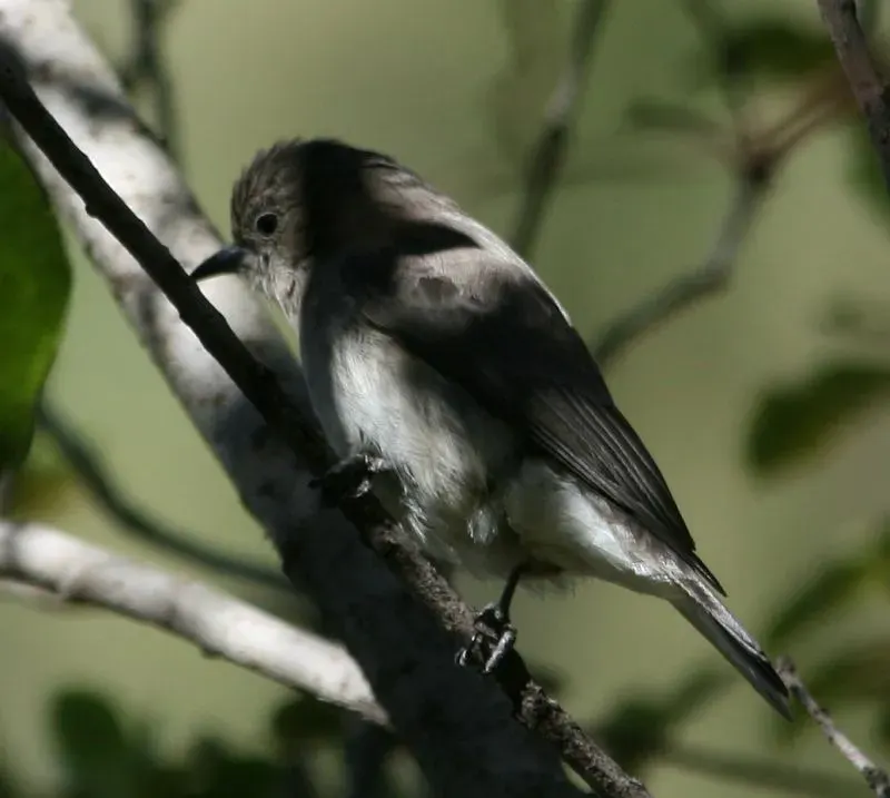 La carte Indicatoridae