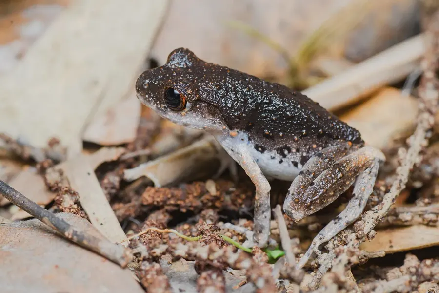 La carte Leptobrachella
