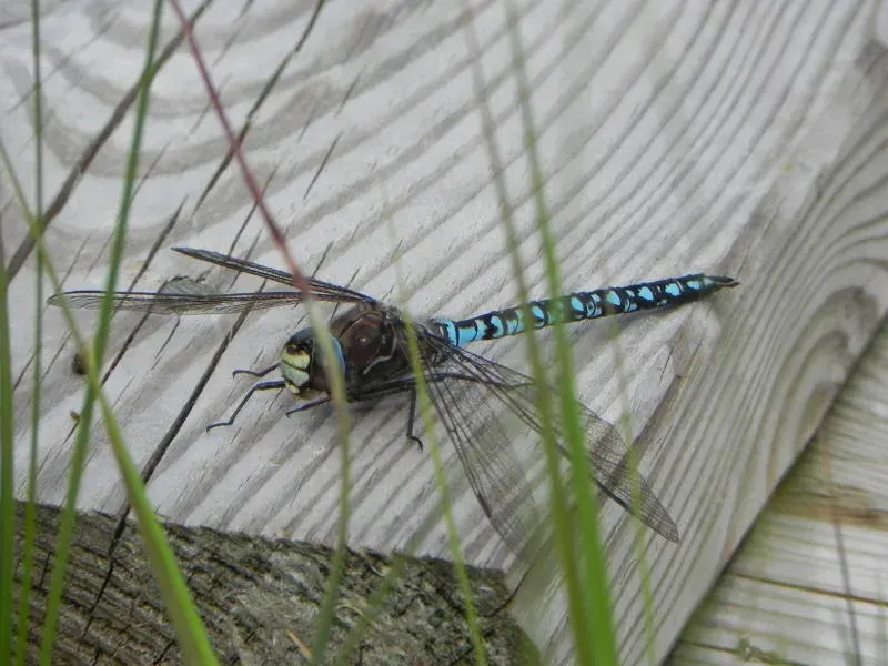 La carte Aeshna caerulea