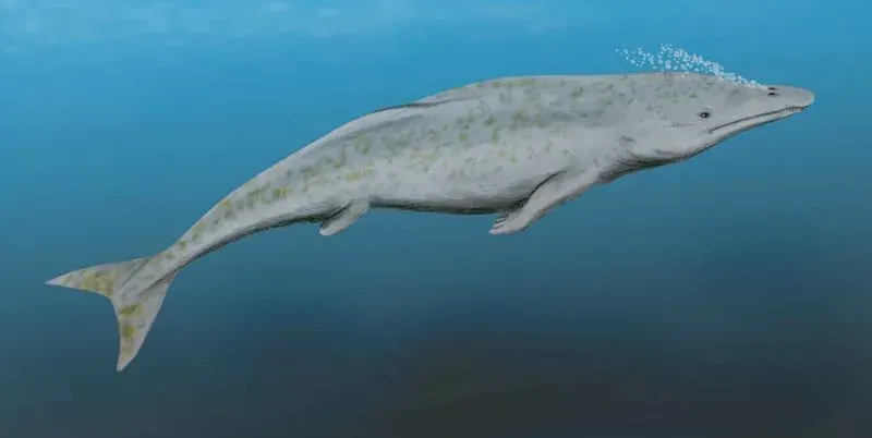 The Protocetus card