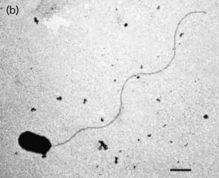 The Thermodesulfobacteriota card