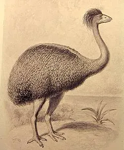 The Elephant bird card
