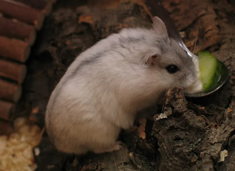 The Winter white dwarf hamster card