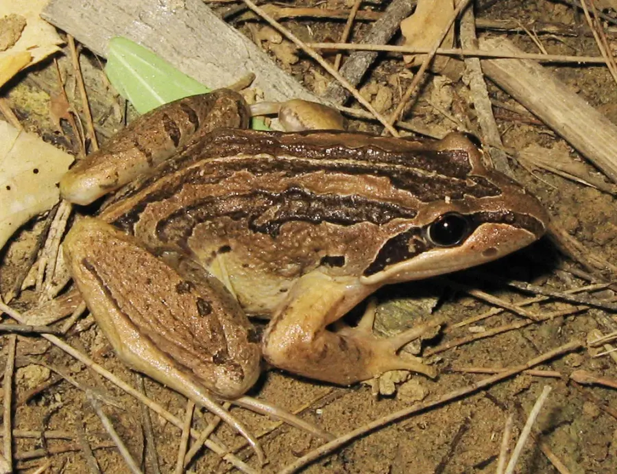 The Limnodynastes card