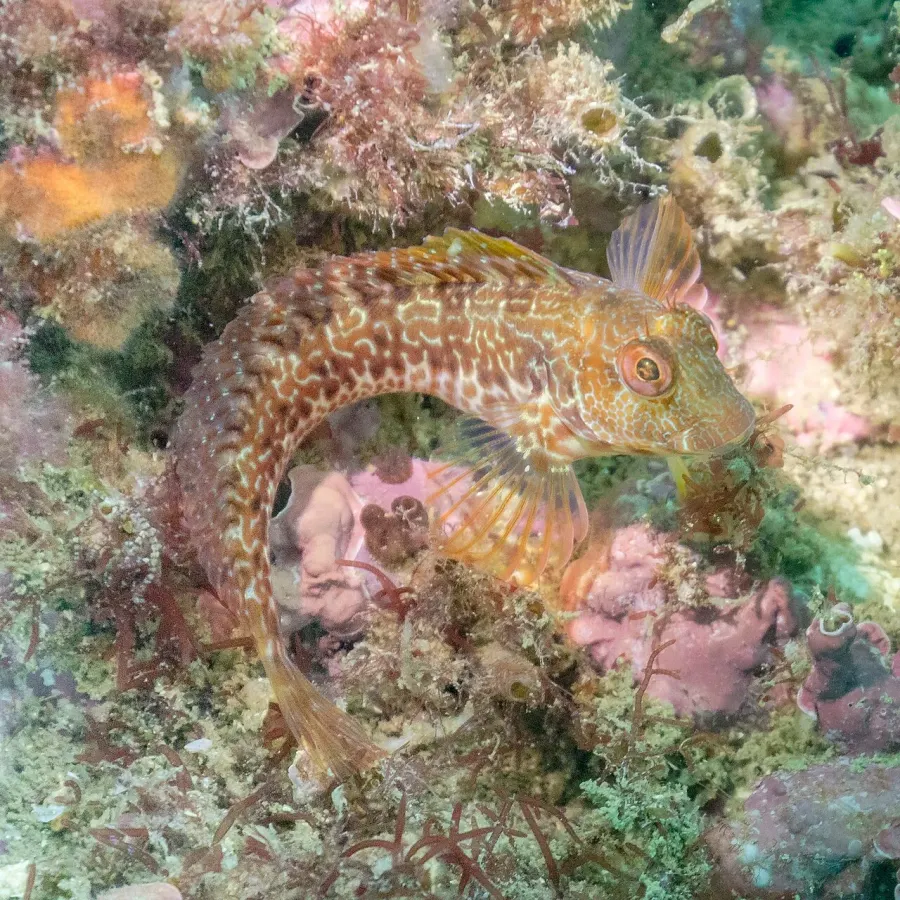 The Ringneck blenny card
