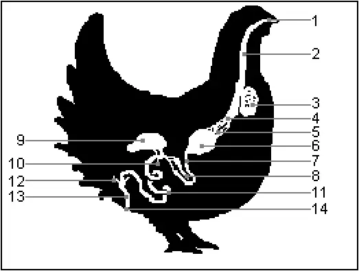 The Crop card