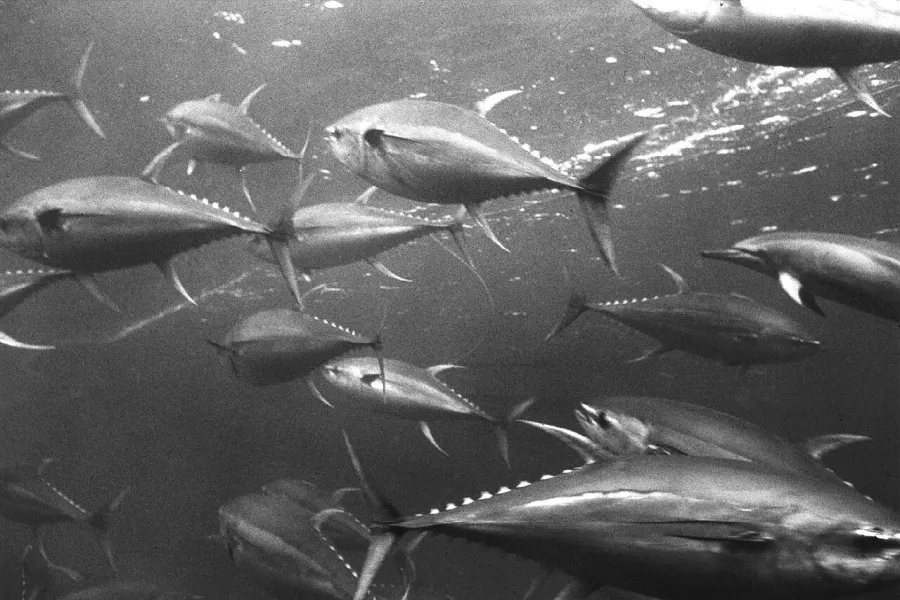 La carte Scombridae