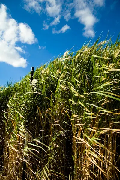 La carte Miscanthus géant