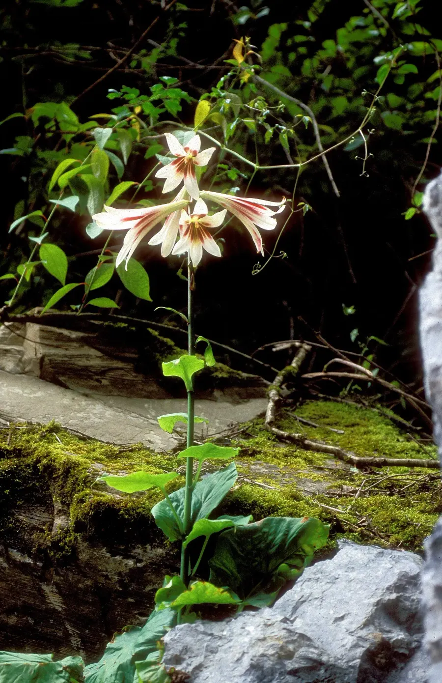 The Cardiocrinum card