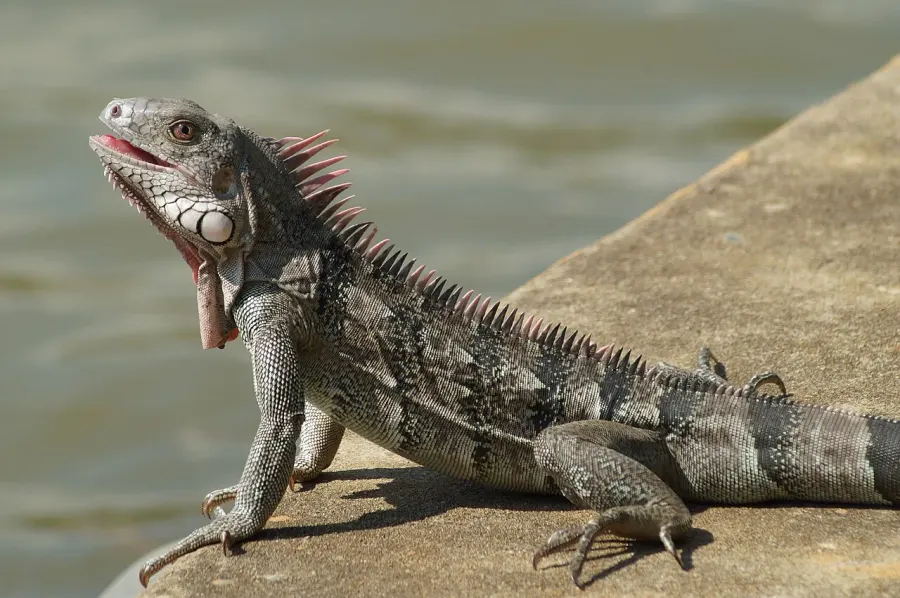 La carte Iguana iguana