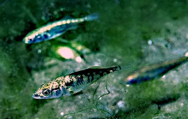The Stickleback card